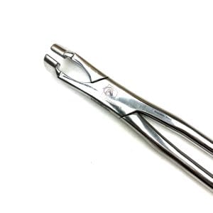 Equine Lower Molar 1