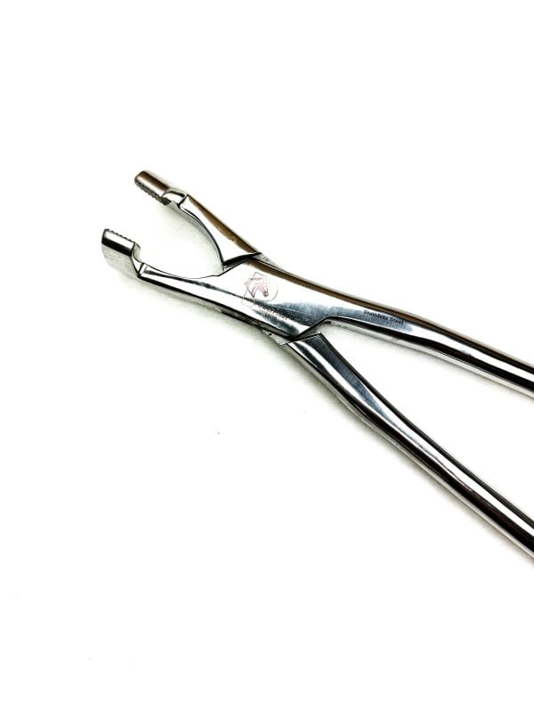 Equine Lower Molar 3