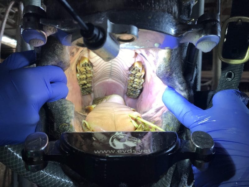 Instructional Videos