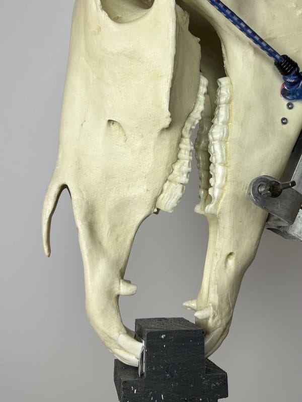 Dental X-ray Block
